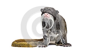 Emperor tamarin, Saguinus imperator, isolated photo