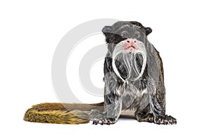 Emperor tamarin, Saguinus imperator, isolated photo