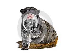 Emperor tamarin, Saguinus imperator, isolated