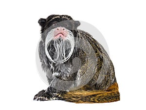 Emperor tamarin, Saguinus imperator, isolated