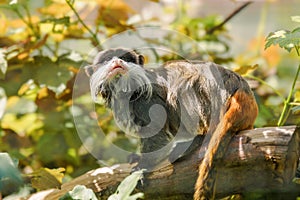 Emperor Tamarin, Saguinus imperator looking sat in tree amongst leaves. Species of tamarin monkey. Protection and