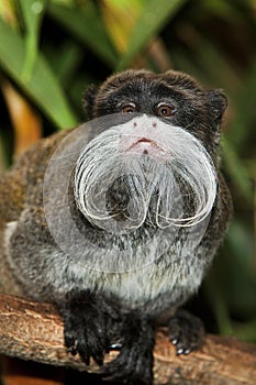 EMPEROR TAMARIN saguinus imperator subgrisescens ON A BRANCH AGAINST GREEN FOLIAGE