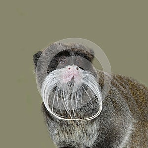 EMPEROR TAMARIN saguinus imperator subgrisescens, PORTRAIT OF ADULT