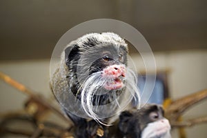 Emperor Tamarin - Saguinus imperator