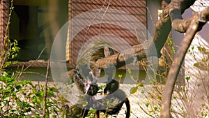 Emperor tamarins are jumping in their nest