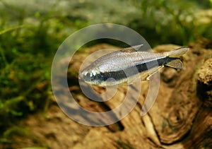 Emperor Tetra (Nematobrycon palmeri)