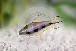 Emperor tetra Nematobrycon palmeri aquarium fish