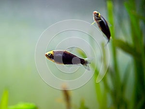 Emperor tetra Nematobrycon palmeri in a fish tank