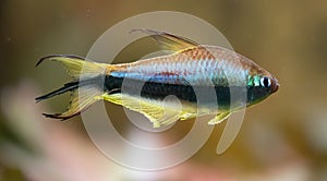 Emperor tetra Nematobrycon palmeri, a swimming fish photo