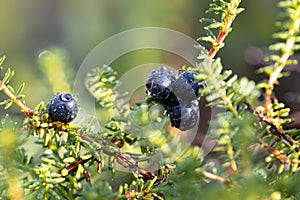 Empetrum nigrum, crowberry, black crowberry, in western Alaska, blackberry is a flowering plant species in the heather family photo