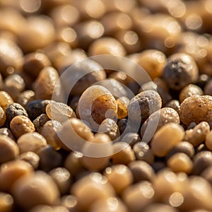 Emphasizing the sharp detail and texture of the pebbles in the