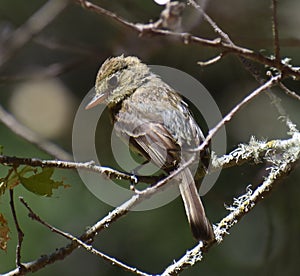 A Pacific Slope Flycatcher perched on a branch photo