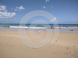 Empiral Crane on Playa Espinar Beach Aguada Puerto Rico sand trees island life clouds blue sky