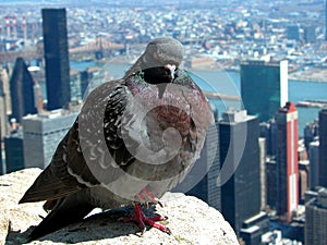 Empire State Pigeon