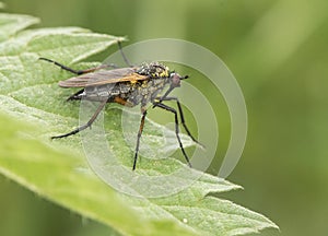 Empis tesselata Fly or dipteran perched on green grass in an environment of filtered light and green tones