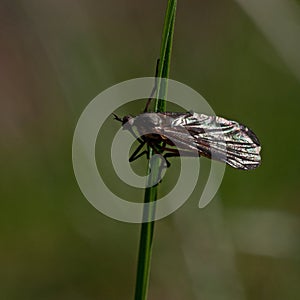 Empis Tessellata Fly