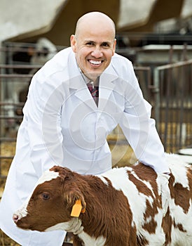 Employee nursing cattle in cowhouse