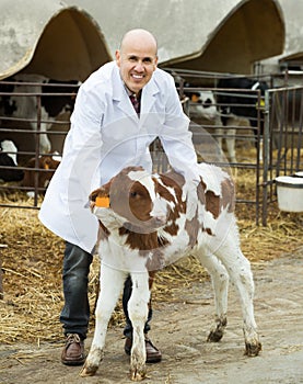 Employee nursing cattle in cowhouse