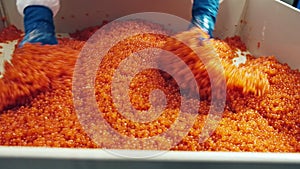 Employee of plant for production of red salmon caviar produces quality control