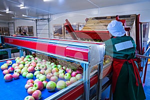 The employee sorts the fresh ripe apples on the sorting line. Pr