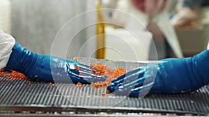 Employees of seafood factory with gloved hands sort red salmon caviar on a net.