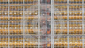 Employees walk along passway between greenhouse beds aerial