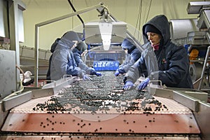 Employees work with frozen currant berries at company that specializes in freezing berries and forest products, Ukraine.