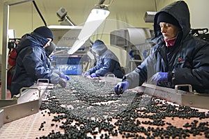 Employees work with frozen currant berries at company that specializes in freezing berries and forest products, Ukraine.