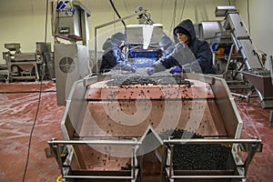 Employees work with frozen raspberries at a company that specializes in freezing berries and forest products. Ukraine