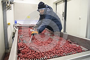 Employees work with frozen raspberries at a company that specializes in freezing berries and forest products. Ukraine