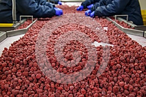 Employees work with frozen raspberries at a company that specializes in freezing berries and forest products. Ukraine