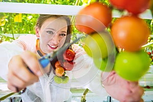 Employer in tomato greenhouse