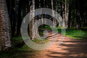 Emplty curved sand forest path at sunset