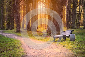 Emplty curved sand forest path at sunset