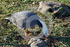 Emporer Goose