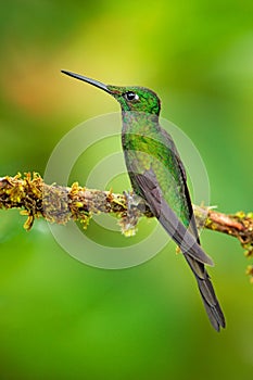 Empress Brilliant, Heliodoxa imperatrix, beautiful hummingbird in the nature habitat. Green bird with long tail from Ecuador