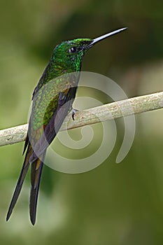 Empress Brilliant, Heliodoxa imperatrix, beautiful hummingbird in the nature habitat. Green bird with long tail from Ecuador.