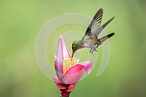 Empress brilliant hovering drinking nectar from favourite pink flower. Animal behaviour. Ecuador,hummingbird