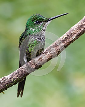 Empress Brilliant perched on a tree branch