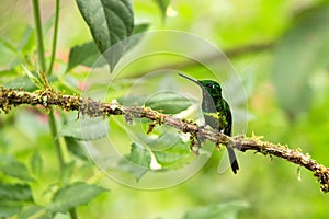 Empress brilliant sitting on branch, hummingbird from tropical forest,Colombia,bird perching,tiny beautiful bird resting on flower