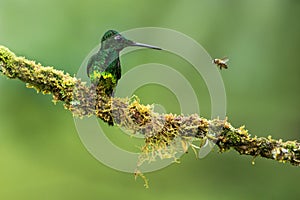 Empress brilliant sitting on branch watching flying bee, hummingbird,tropical forest,Colombia,bird perching photo