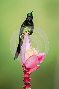 Empress brilliant sitting and drinking nectar from favourite red flower. Animal behaviour. Ecuador,hummingbird