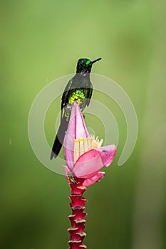 Empress brilliant sitting and drinking nectar from favourite red flower. Animal behaviour. Ecuador,hummingbird