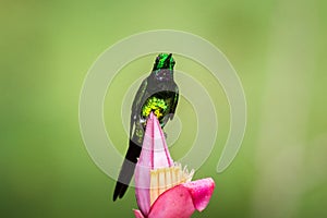 Empress brilliant sitting and drinking nectar from favourite red flower. Animal behaviour. Ecuador,hummingbird