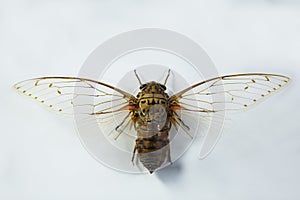 Empress Cicada