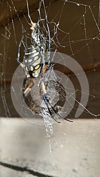 Empress Spindle the garden spider
