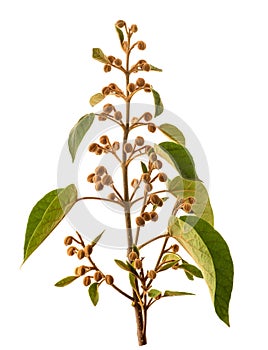 Empress tree branch with buds