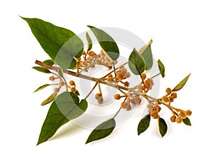 Empress tree branch with buds