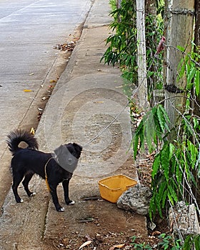 Emptiness and Longing for Freedom Define Emotion of a Black Dog