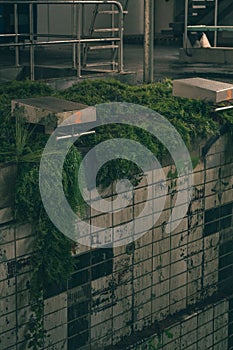 Empty abandoned swimming pool with dirty tiles and vegetation growing inside